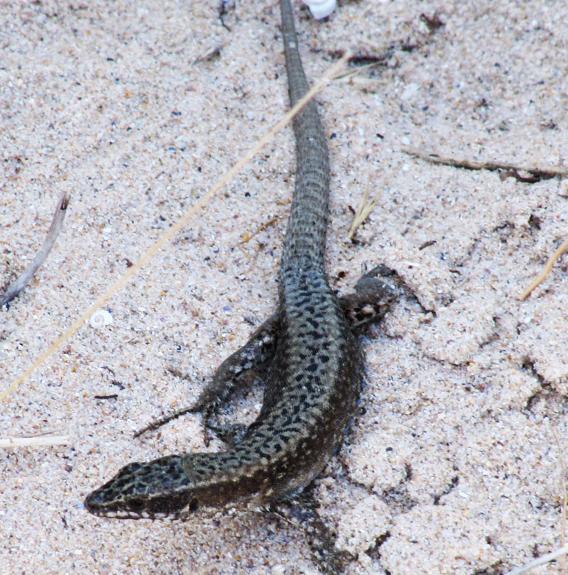 Bretagna: Podarcis muralis ?